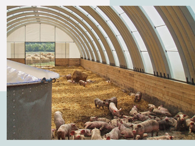 Строительство свинарников в Твери